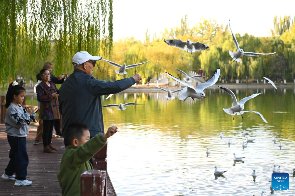 Red-billed gulls seen in Yinchuan as city's ecological efforts strengthened