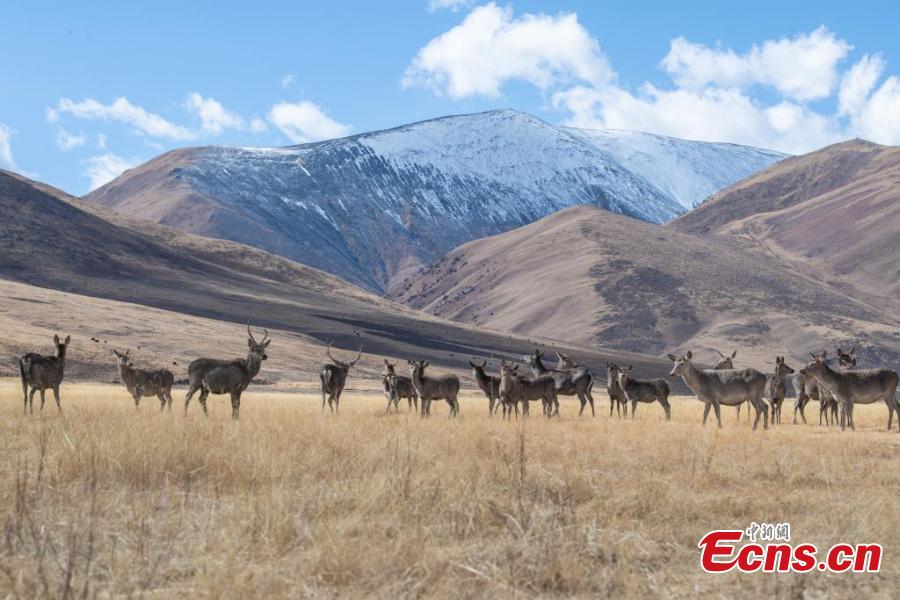 Riwoche national nature reserve a paradise for Xizang red deer