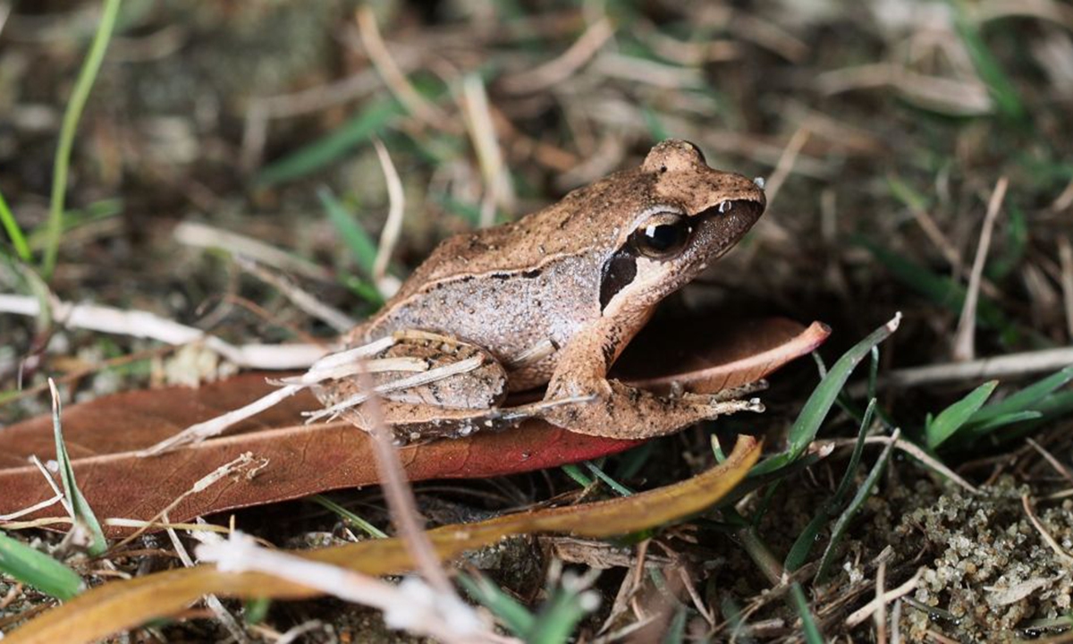 A new species of wood frog, named Lessor Brown Frog, or Ji Lin Wa, has been discovered in East China’s Zhejiang Province. Photo: Xinhua