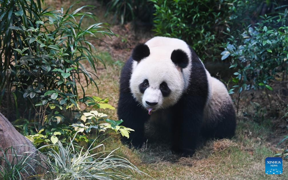 Feature: Excited fans flock to Ocean Park Hong Kong for debut of new panda members