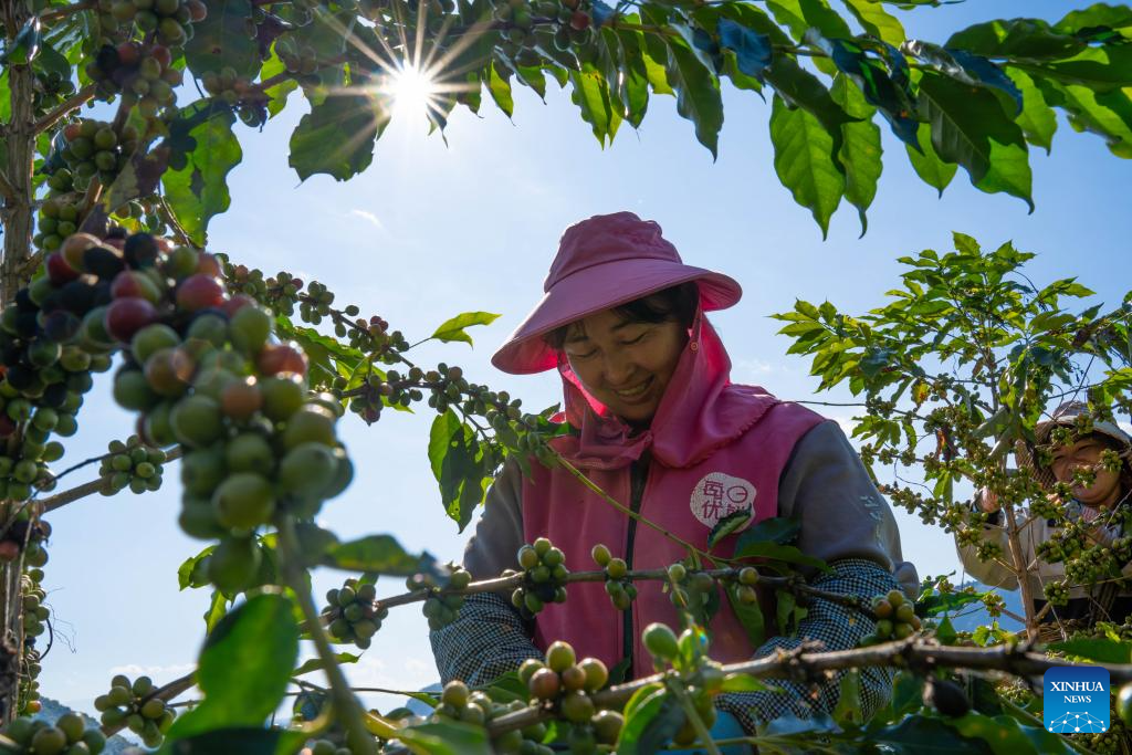 Coffee plants enter harvest season in Baoshan, China's Yunnan