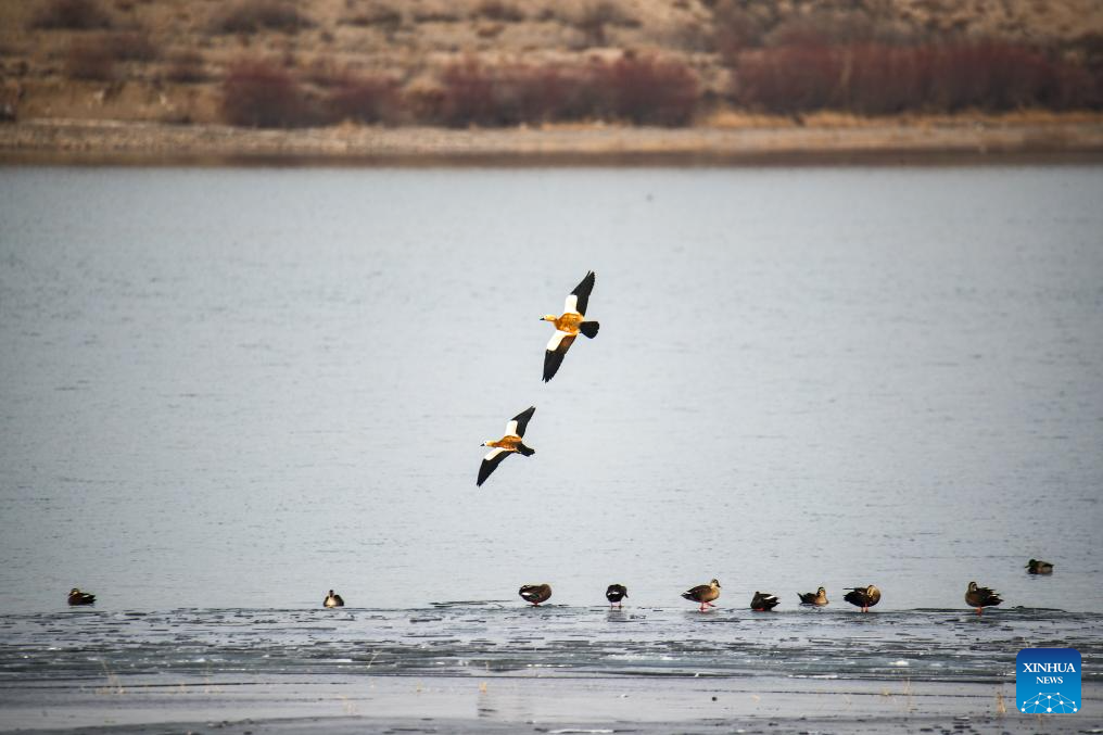 Hexi Corridor in NW China's Gansu provides habitats, food resources for migratory birds