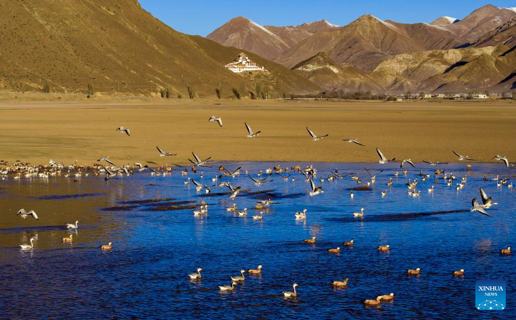 In pics: migratory birds in Lhunzhub County of Lhasa, China's Xizang