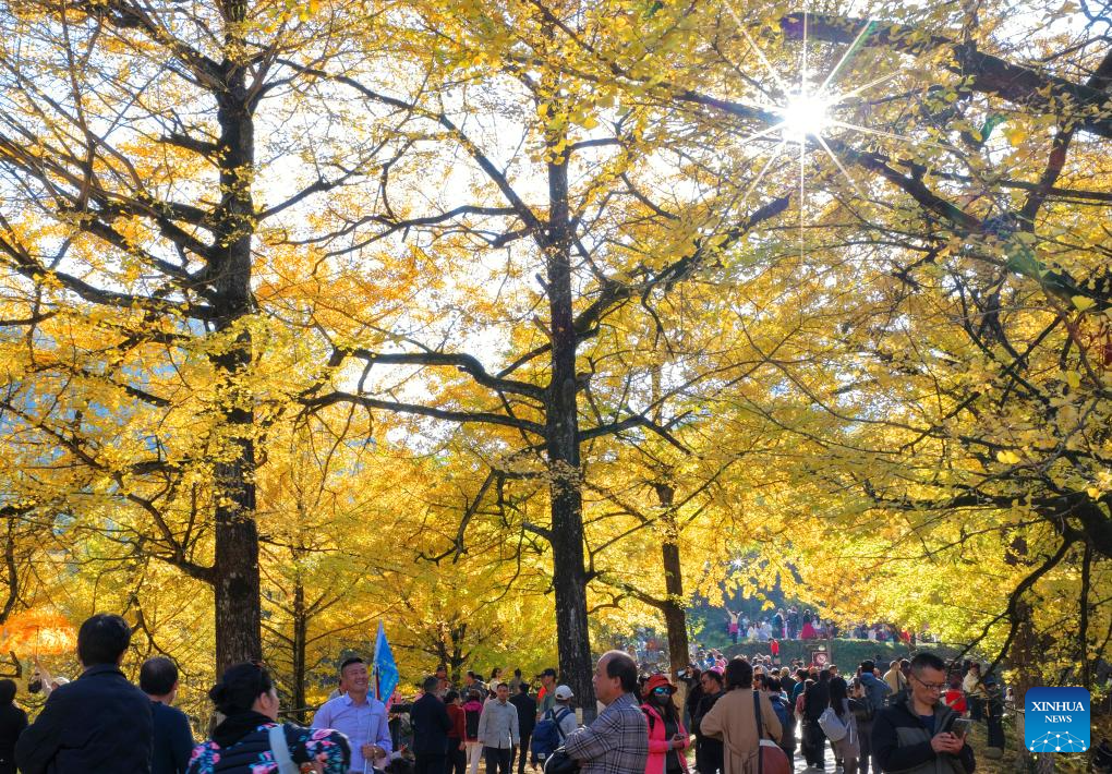 Golden ginkgo trees attract tourists in China's Henan