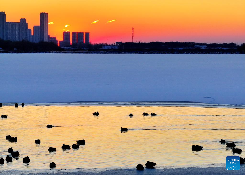 Mallards rest on Harbin section of Songhua River in Heilongjiang