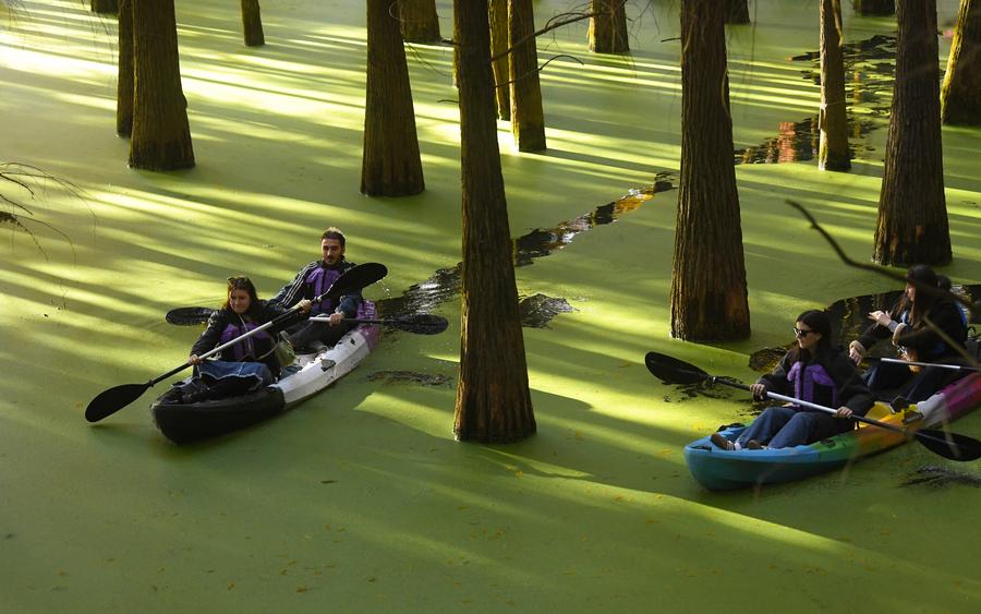 Waterlogged forest dressed in colorful "outfit" in E China's Hangzhou