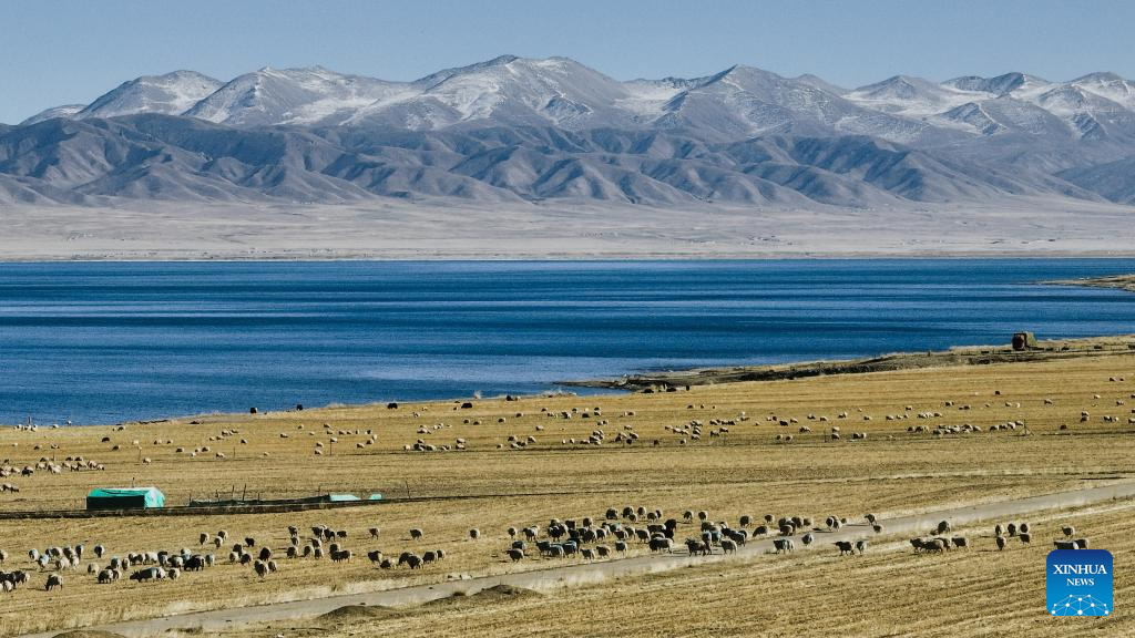 Sheep seen on shore of Qinghai Lake in NW China