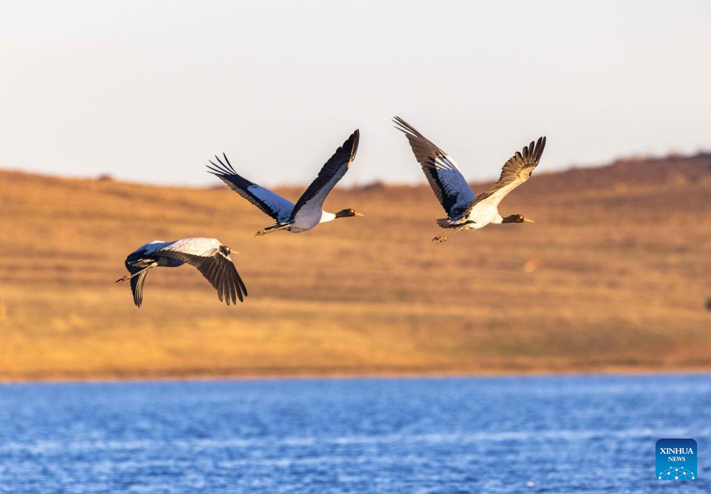 In pics: black-necked cranes in Yunnan Dashanbao National Nature Reserve in Zhaotong City