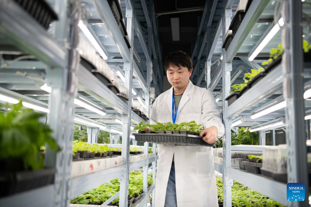 Chinese researchers successfully cultivate self-glimmering plants