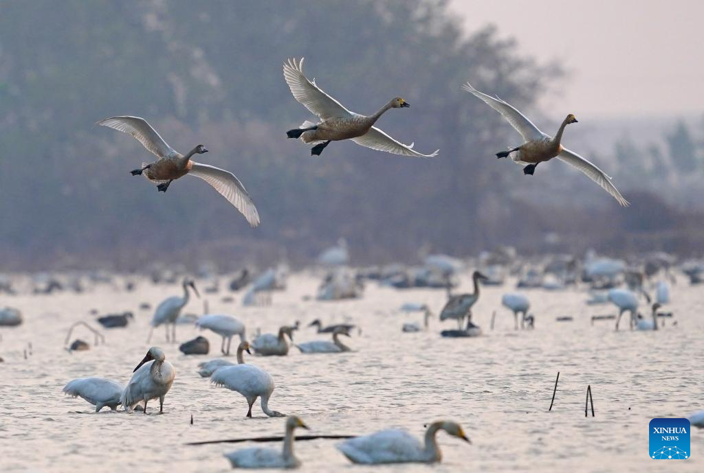 Nanchang Five Stars Siberian Cranes Sanctuary in China's Jiangxi sees peak wintering season for migratory birds