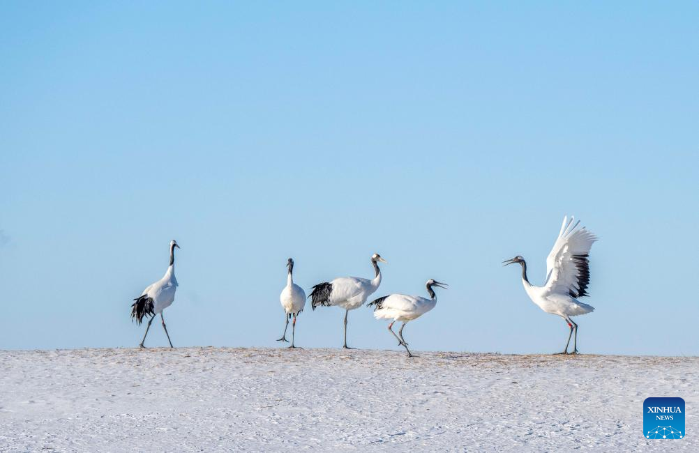 In pics: red-crowned cranes at Zhalong National Nature Reserve in Heilongjiang