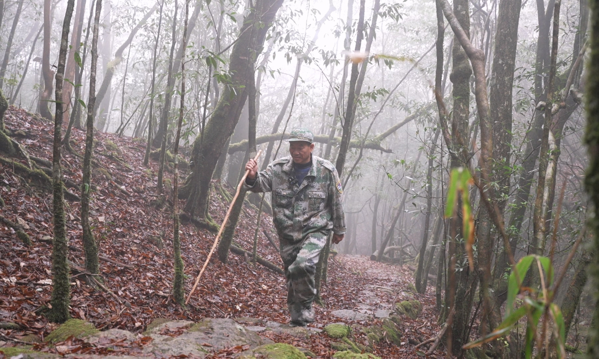 Lan Rongguang heads into the forest to check on fir trees. Photo: Courtesy of Wu Mengfei