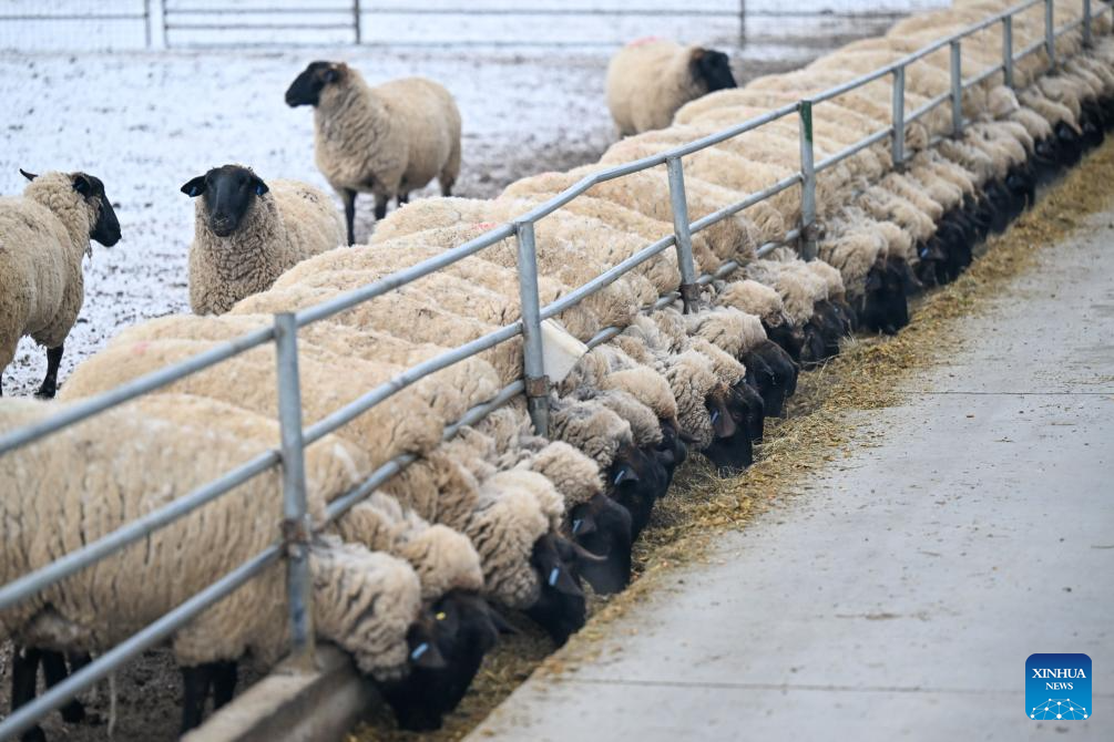 Manas in China's Xinjiang steps up improvement of sheep breeding