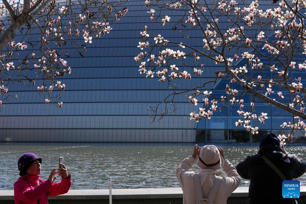 Scenery of magnolia blossoms in Beijing