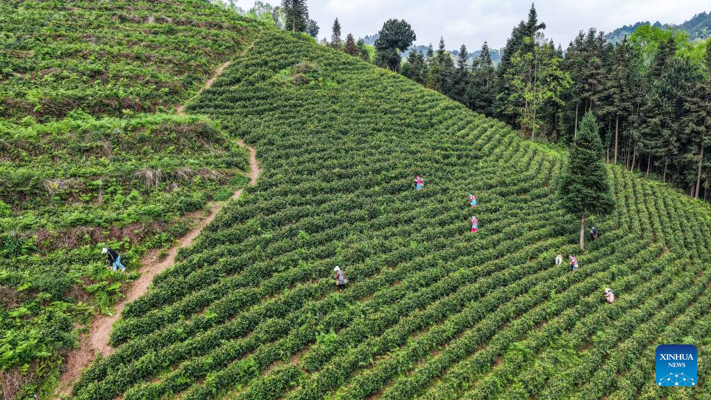 Farmers pick tea leaves on tea mountain in Liuzhi special district, Guizhou