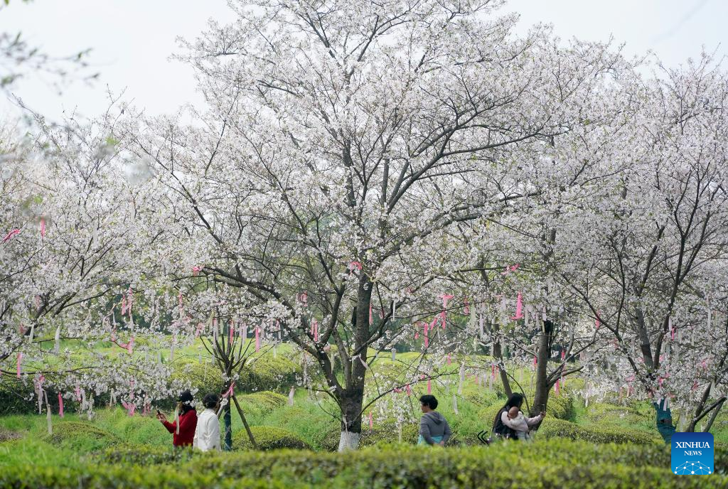Scenery of cherry blossoms in Nanchang, Jiangxi