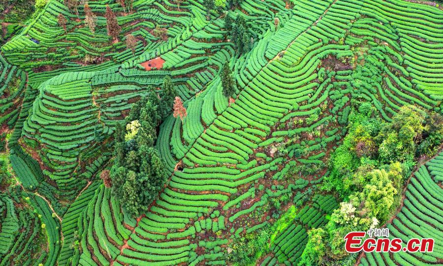 Picturesque view of tea garden in Sichuan