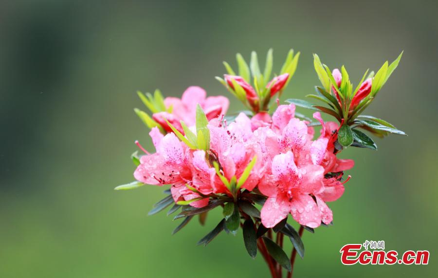 Azaleas bloom in South China's Guangxi