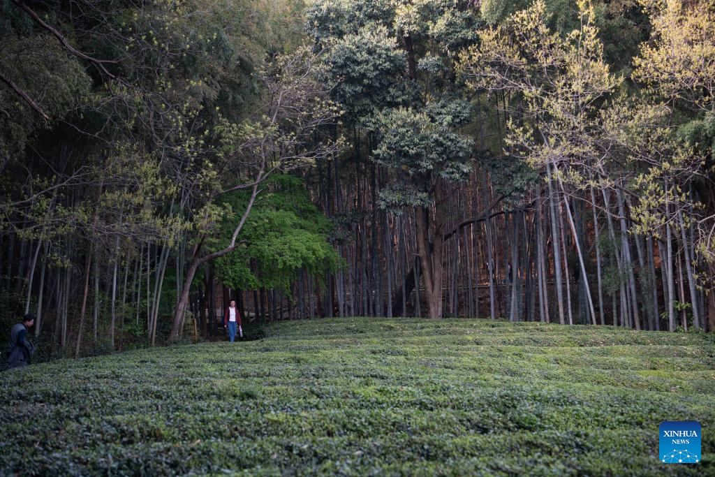 Tea industry of Jingting Mountain boosts local tourism in Xuancheng City, China's Anhui