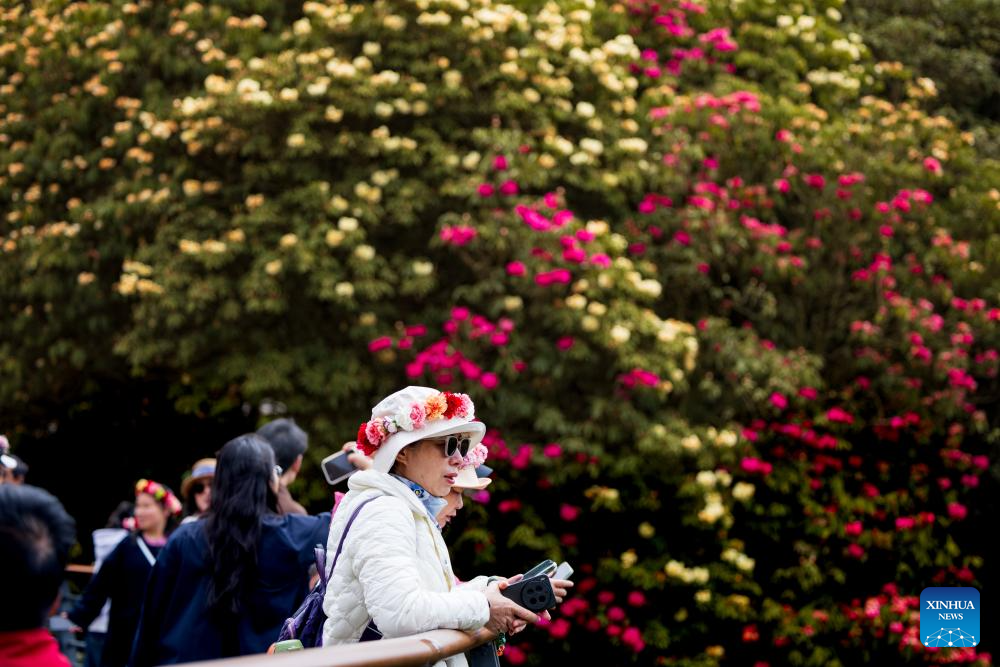 In pics: azaleas in full bloom in Bijie, China's Guizhou