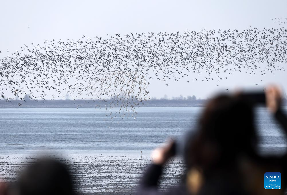 Migratory birds seen on Yalu River estuary in Dandong, China's Liaoning