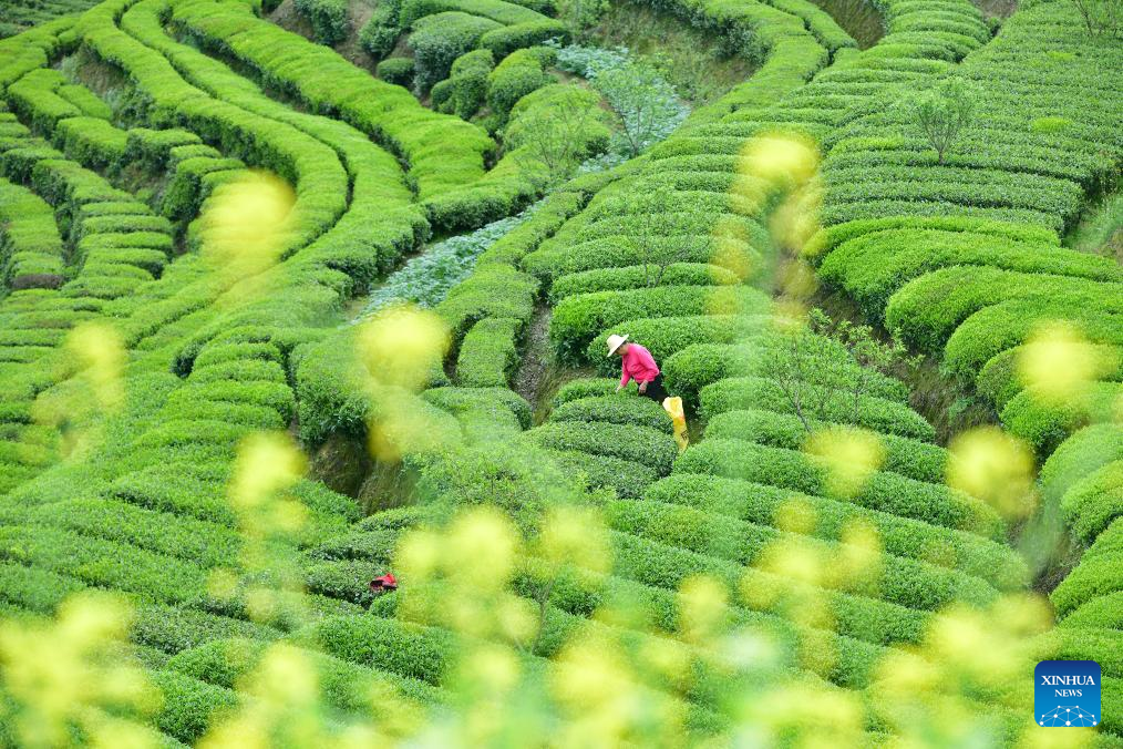 Tea farmers, enterprises busy harvesting and processing spring tea leaves across China