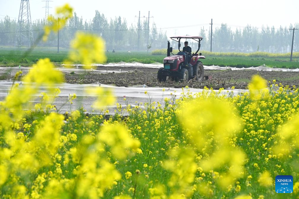 Spring fields buzzing with activity across China