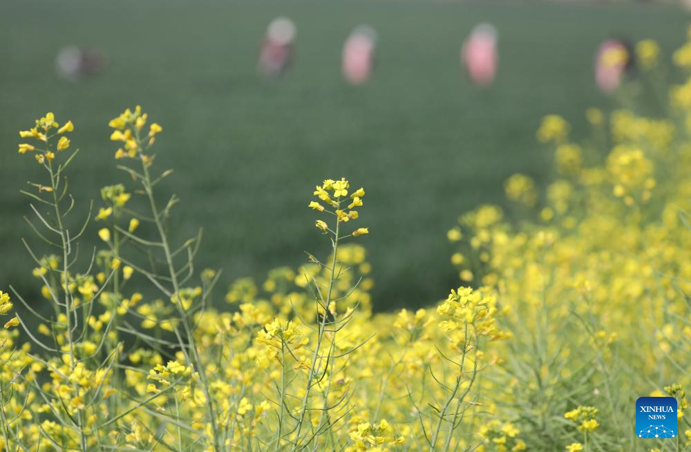 Spring farming in full swing across China