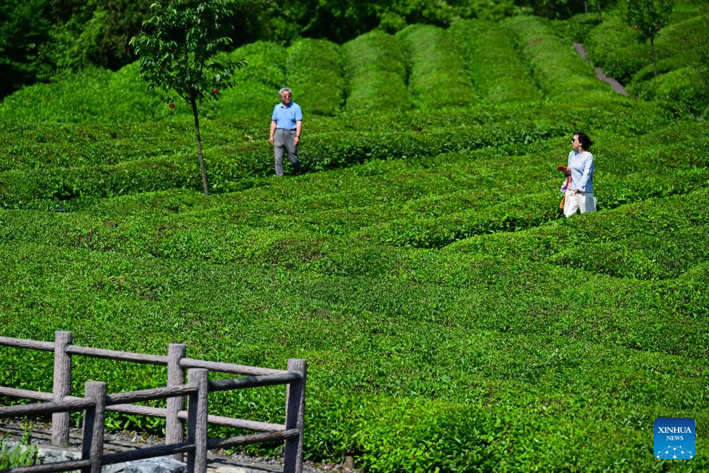 Tea-themed tourism thrives in Luxi Village, China's Anhui
