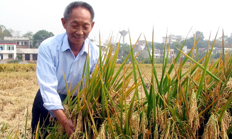 Late Yuan Longping appraises rice in an experimental plot of super hybrid rice in Xiangtan county, Central China's Hunan Province, October 9, 2003. File Photo: Xinhua