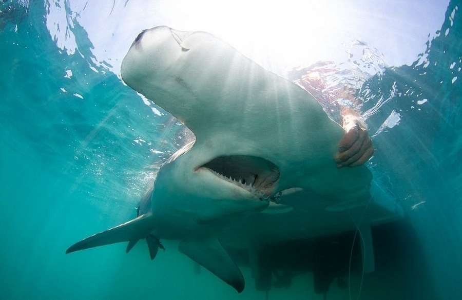 u.s. scientists get close contact with 600 lbs hammerhead sharks