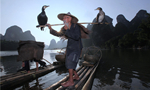 'Model fisherman' reel in tourist yuan in Guilin