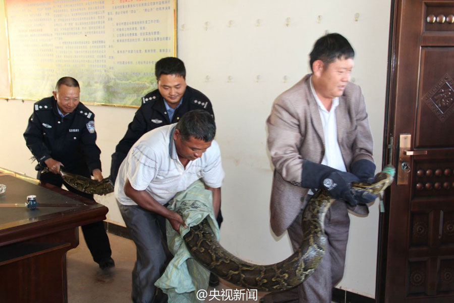 100-year-old boa saved and released into the wild by policemen in Yunnan
