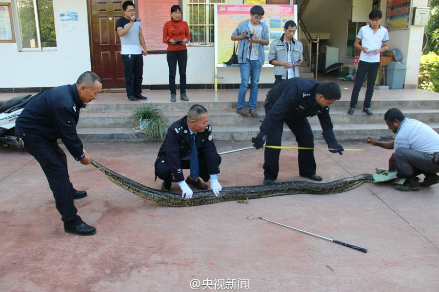 100-year-old boa saved and released into the wild by policemen in Yunnan
