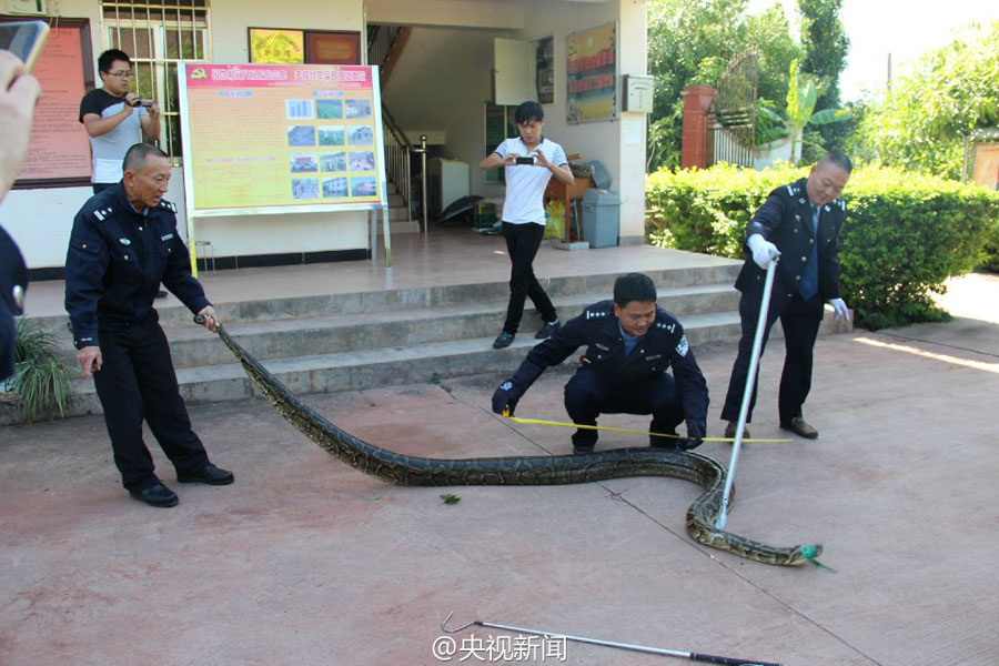 100-year-old boa saved and released into the wild by policemen in Yunnan
