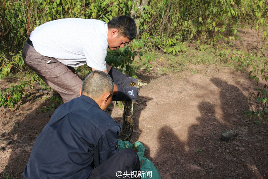 100-year-old boa saved and released into the wild by policemen in Yunnan
