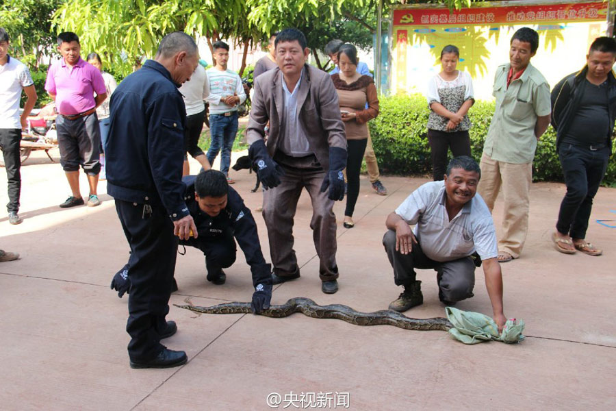 100-year-old boa saved and released into the wild by policemen in Yunnan
