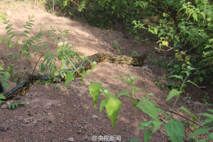 100-year-old boa saved and released into the wild by policemen in Yunnan
