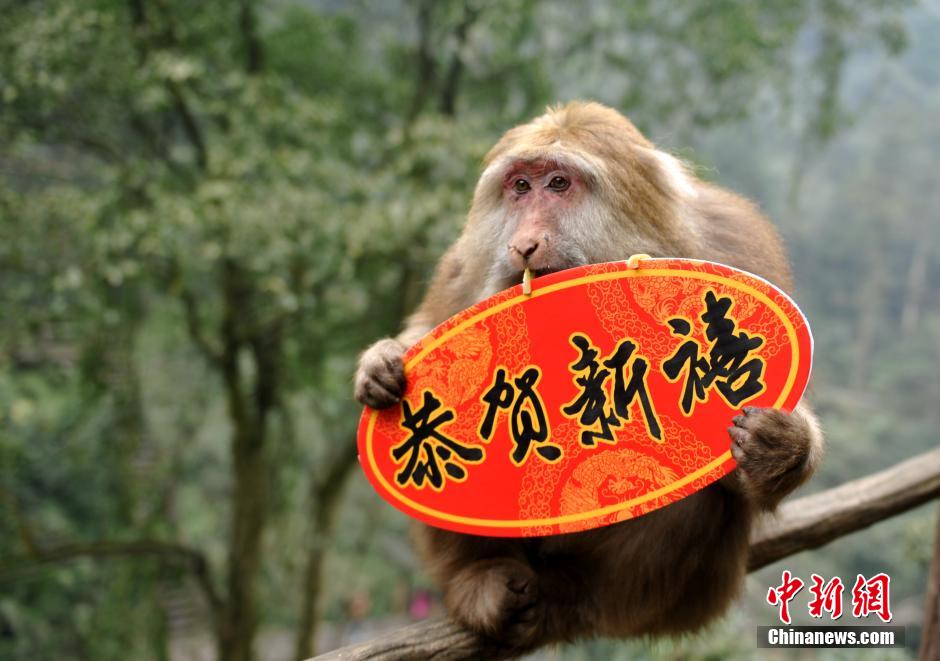 Cute monkeys send New Year wishes to tourists in Mount Emei 
