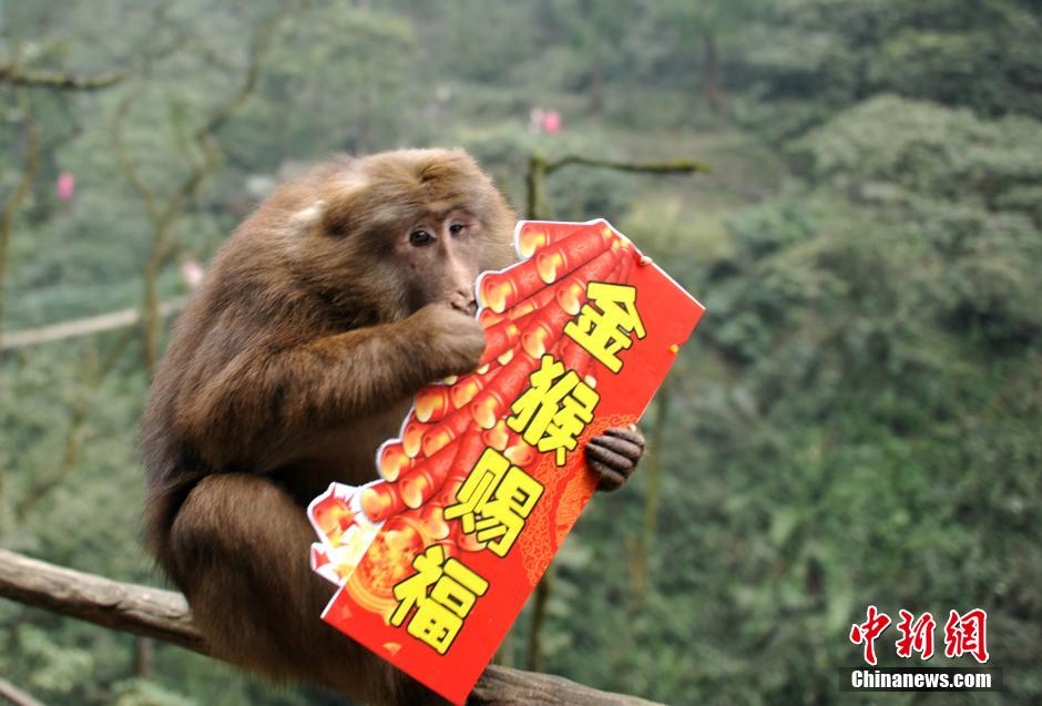 Cute monkeys send New Year wishes to tourists in Mount Emei 
