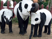 Thailand Elephants Disguised as Pandas Sparks Debates