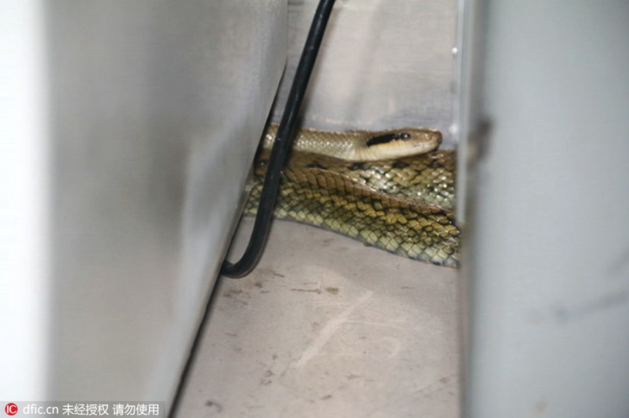 1.6-meter-long snake spotted in a bank in Gansu