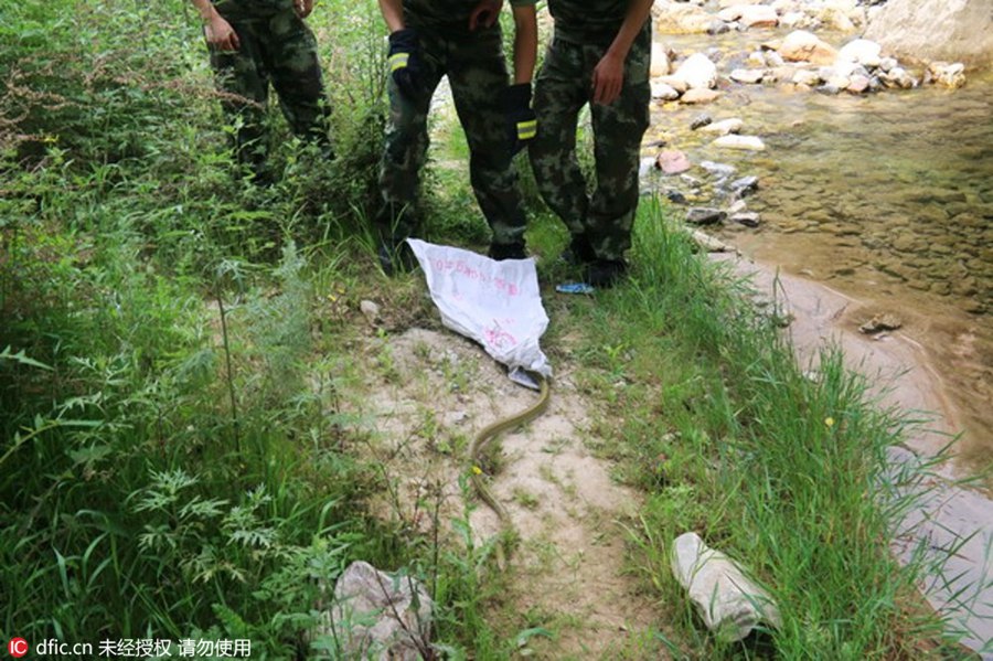 1.6-meter-long snake spotted in a bank in Gansu