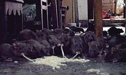 50000 Rats English--People's Daily Online