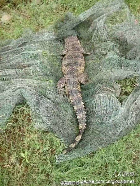 Fishermen reel in crocodile