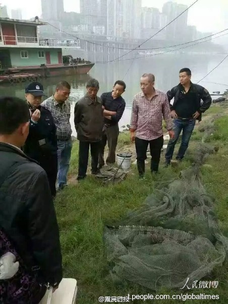 Fishermen reel in crocodile