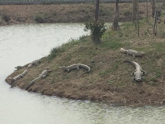 Dozens of alligators escape farm during flooding in E China