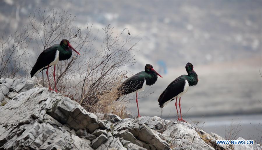 #CHINA-BEIJING-BLACK STORKS (CN)