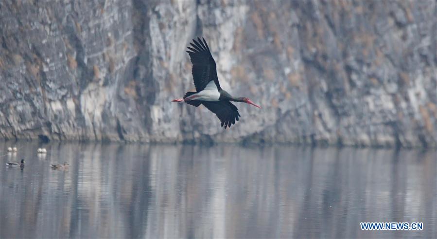 #CHINA-BEIJING-BLACK STORKS (CN)