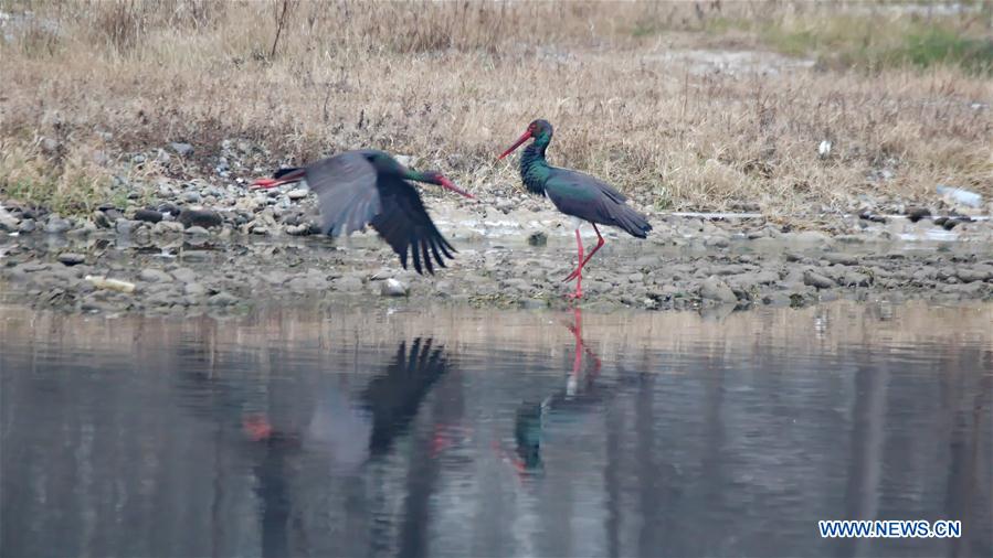 #CHINA-BEIJING-BLACK STORKS (CN)